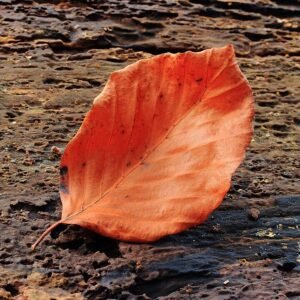 Blad van Fagus sylvatica boom op kleigrond, winterhard.