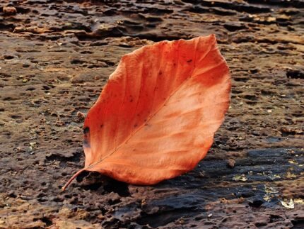 Blad van Fagus sylvatica boom op kleigrond, winterhard.