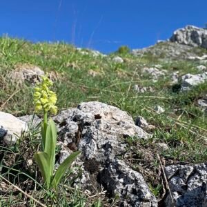 Bleke orchis bloem op kalkrijke grond - Orchis pallens.