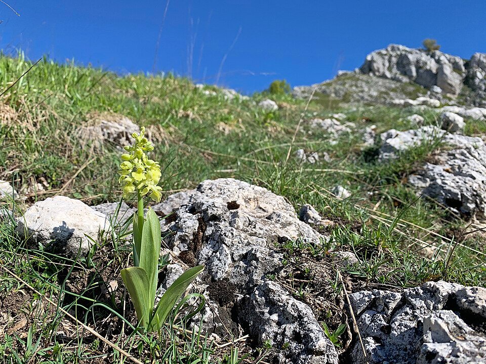 Bleke orchis bloem op kalkrijke grond - Orchis pallens.