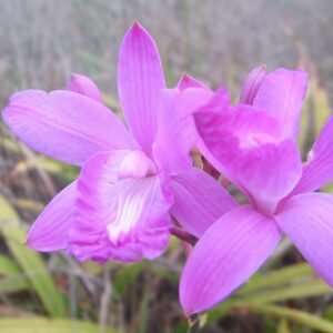 Purple Bletia Florida orchid with white and yellow accents.