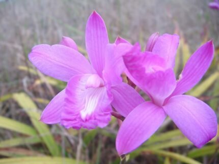 Purple Bletia Florida orchid with white and yellow accents.