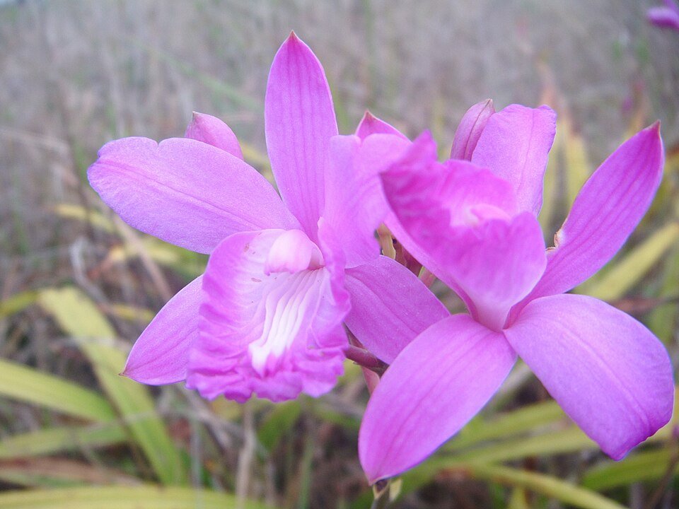 Purple Bletia Florida orchid with white and yellow accents.