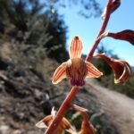 Paarse bloeiende Hexalectris arizonica orchidee op natuurlijke achtergrond.