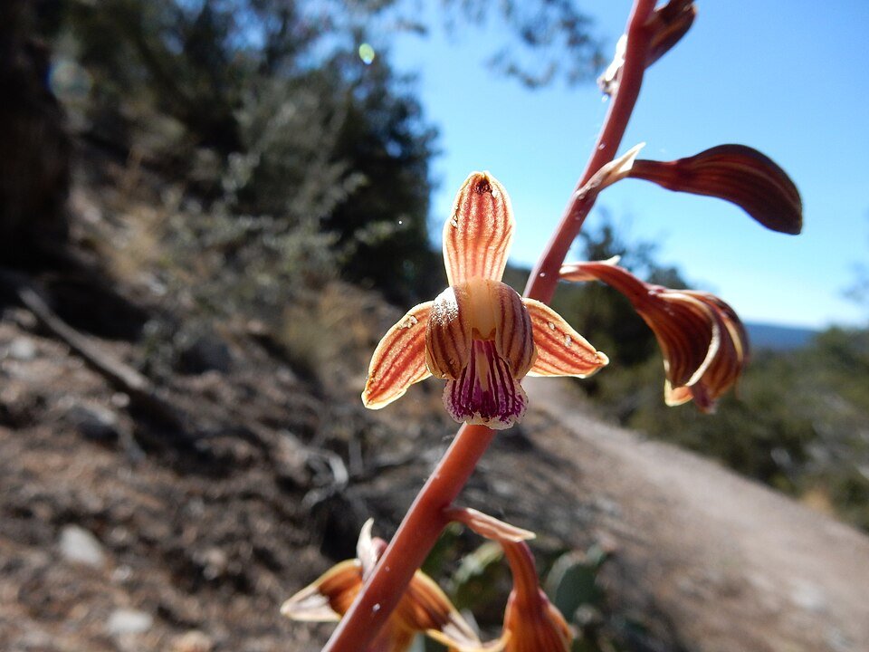 Paarse bloeiende Hexalectris arizonica orchidee op natuurlijke achtergrond.