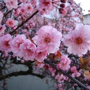 Close-up van Prunus × blireana bloemen en bladeren.