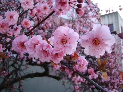 Close-up van Prunus × blireana bloemen en bladeren.