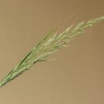 Bloeiende aar van Bosstruisriet op kalkrijke grond, geschikt voor schaduw.