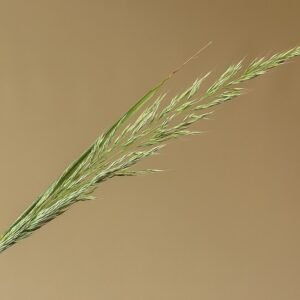 Bloeiende aar van Bosstruisriet op kalkrijke grond, geschikt voor schaduw.