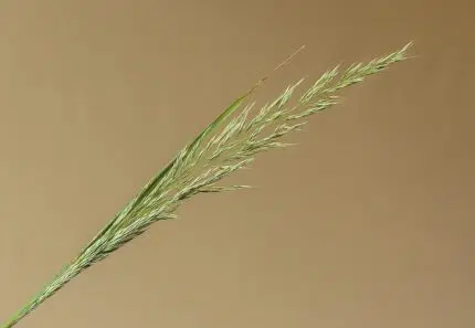 Bloeiende aar van Bosstruisriet op kalkrijke grond, geschikt voor schaduw.