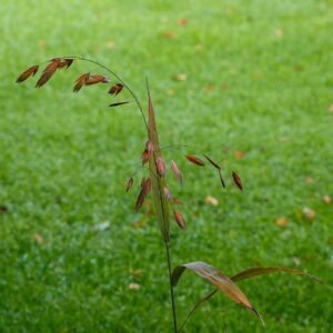 Herfstkleurige bloeiwijze van Chasmanthium latifolium in tuinreservaat Jonkervallei.