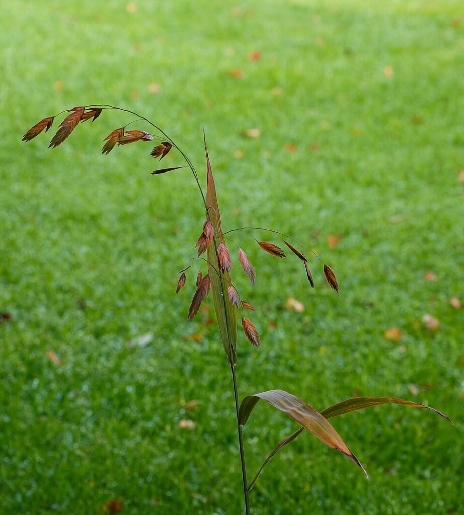 Herfstkleurige bloeiwijze van Chasmanthium latifolium in tuinreservaat Jonkervallei.