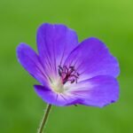 Geranium Rozanne bloeiwijze in Tuinreservaat Jonkervallei.
