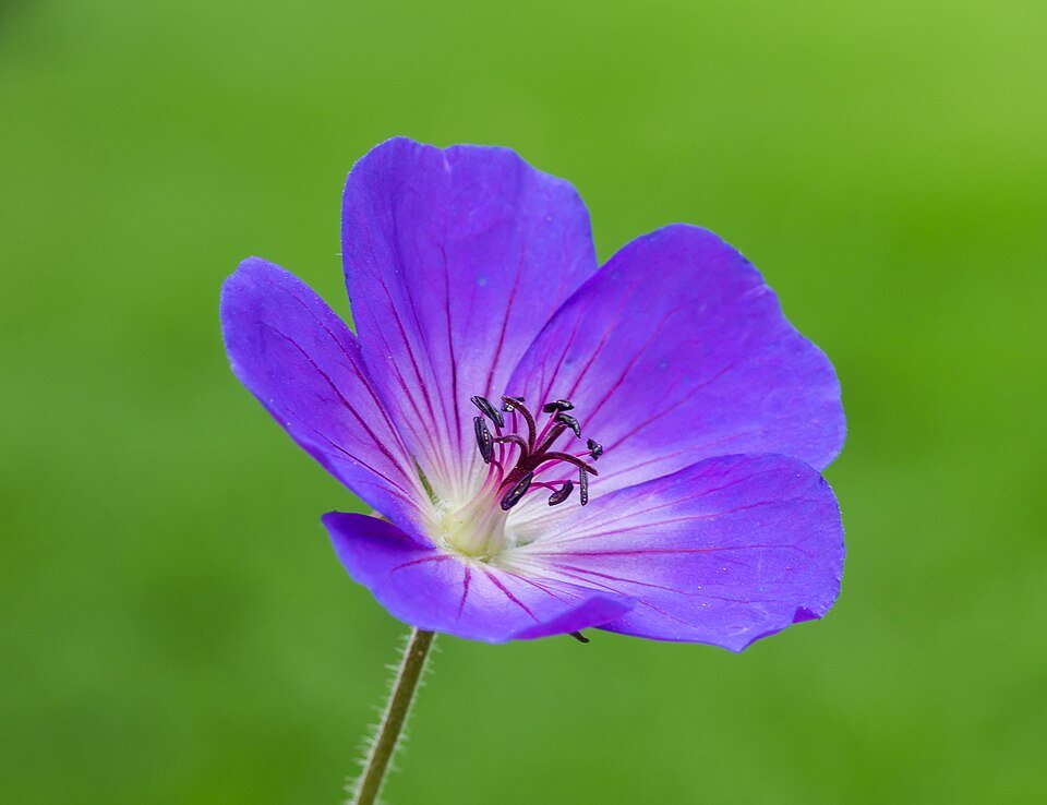 Geranium Rozanne bloeiwijze in Tuinreservaat Jonkervallei.
