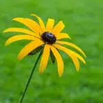 Gele Rudbeckia fulgida bloeiwijze in Tuinreservaat Jonkervallei.