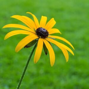 Gele Rudbeckia fulgida bloeiwijze in Tuinreservaat Jonkervallei.