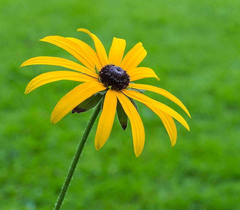 Gele Rudbeckia fulgida bloeiwijze in Tuinreservaat Jonkervallei.