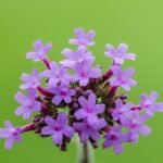 Paarse bloemen en groene stelen van Verbena bonariensis in bloei.