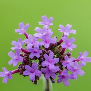 Paarse bloemen en groene stelen van Verbena bonariensis in bloei.