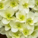Bloeiwijze van een Eikenblad hortensia met witte bloemen.