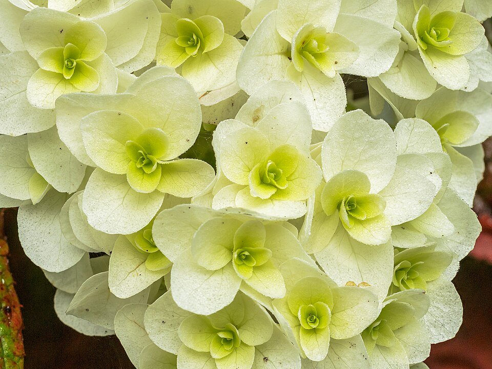 Bloeiwijze van een Eikenblad hortensia met witte bloemen.
