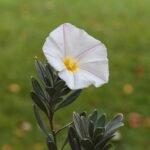 Zilverkleurige bloem van Convolvulus cneorum op een heldere achtergrond.
