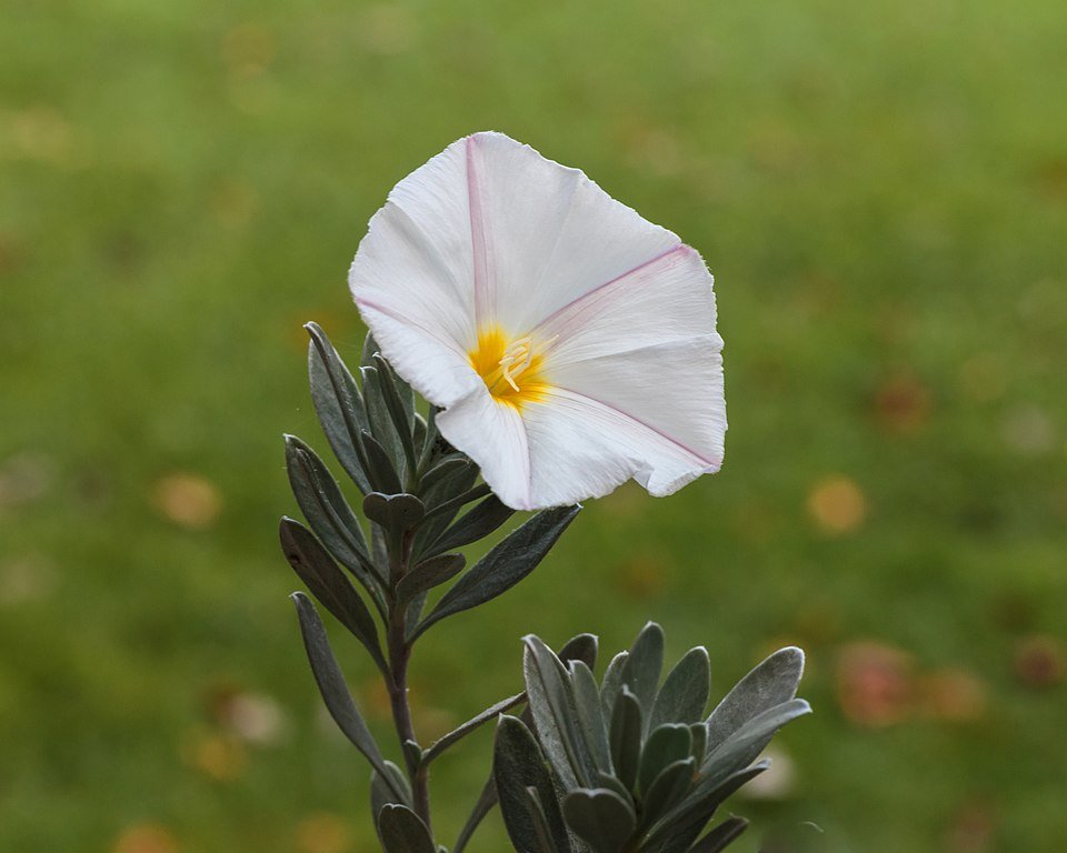 Zilverkleurige bloem van Convolvulus cneorum op een heldere achtergrond.