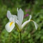 Witte Siberische lis bloem op Tuinreservaat Jonkervallei.