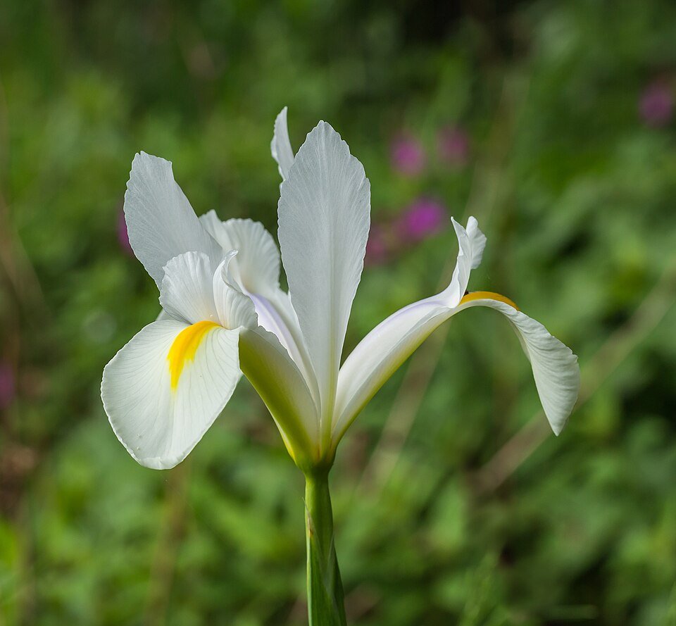 Witte Siberische lis bloem op Tuinreservaat Jonkervallei.