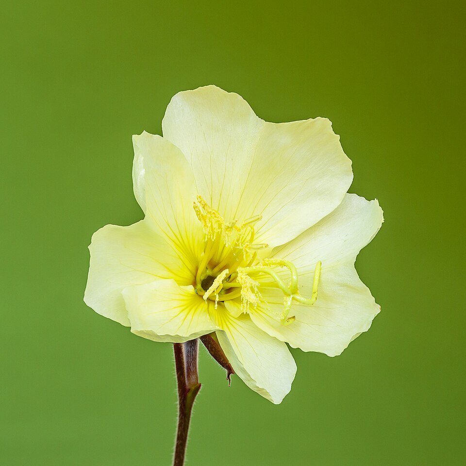 Gele Oenothera stricta Sulphurea bloem in close-up.