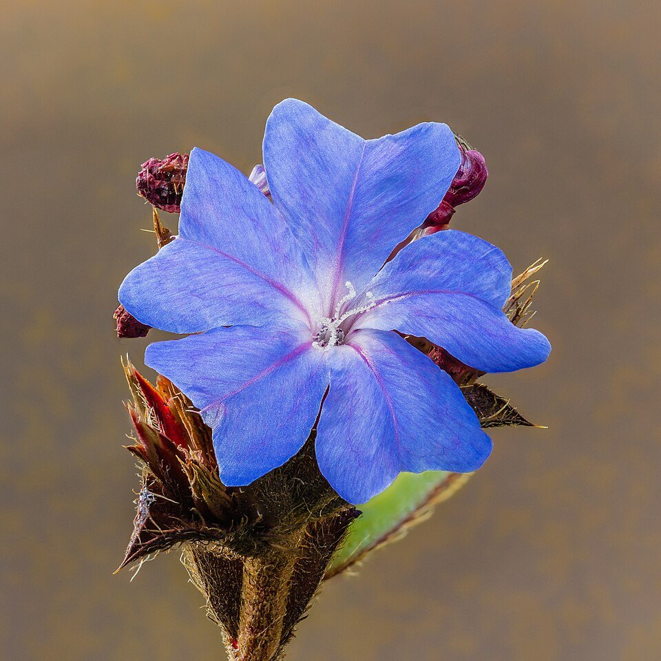 Bloem van een Plumbago auriculata in volle bloei.