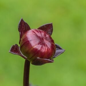 Rode dahlia bloemknop met delicate bloemblaadjes en groen blad.