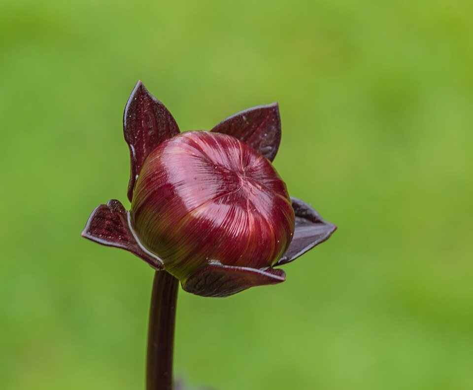 Rode dahlia bloemknop met delicate bloemblaadjes en groen blad.