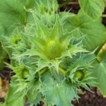 Bloemknop van Eryngium giganteum 'Miss Willmott's Ghost' met zilverachtige tinten.