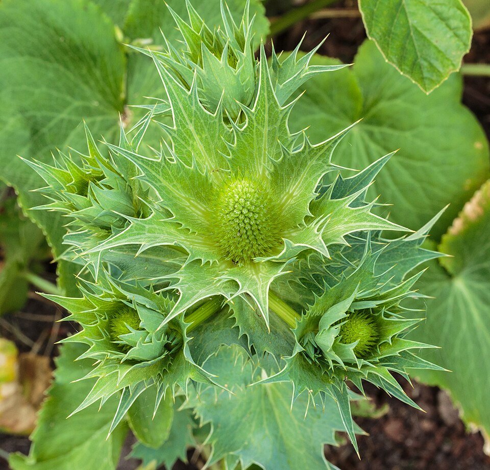 Bloemknop van Eryngium giganteum 'Miss Willmott's Ghost' met zilverachtige tinten.