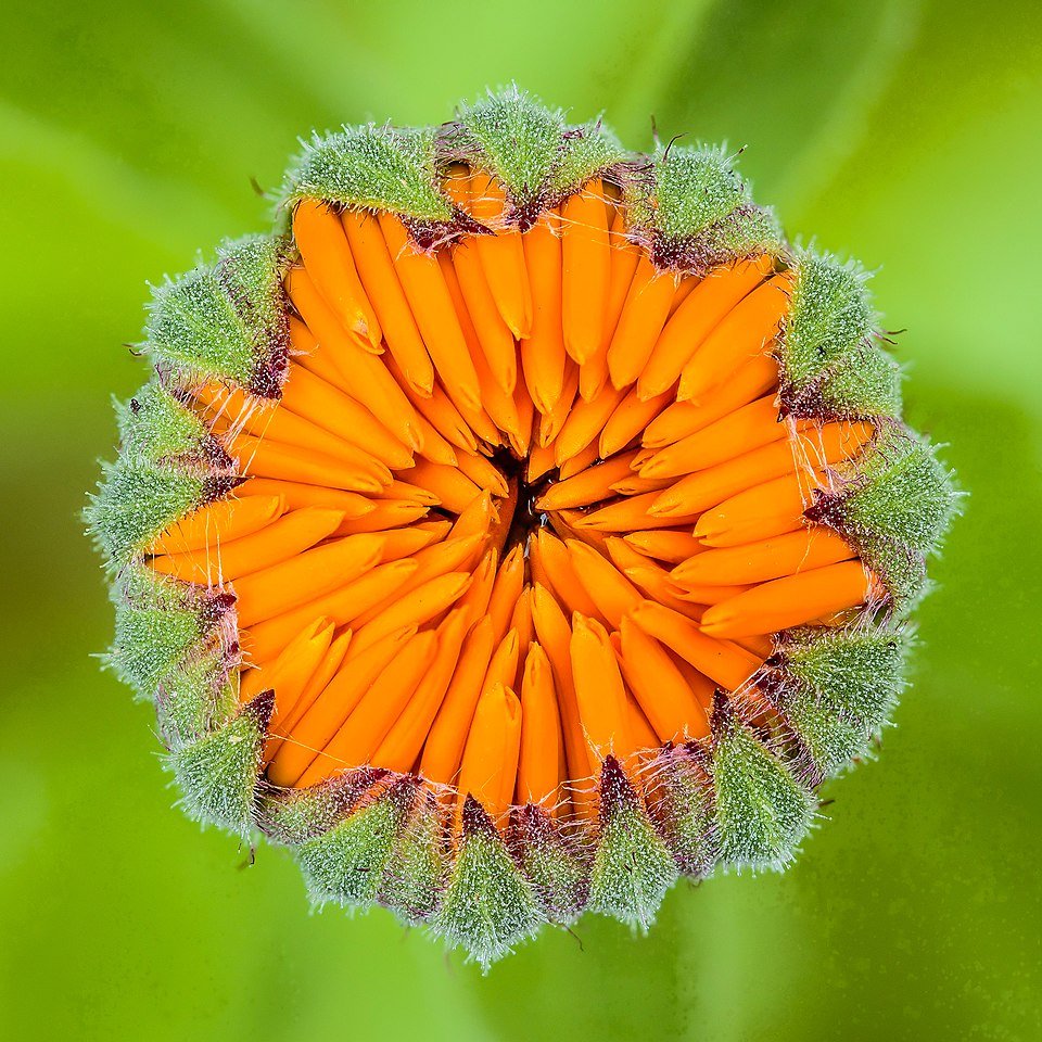 Goudsbloem bloemknop met heldere oranje kleur en groen blad.