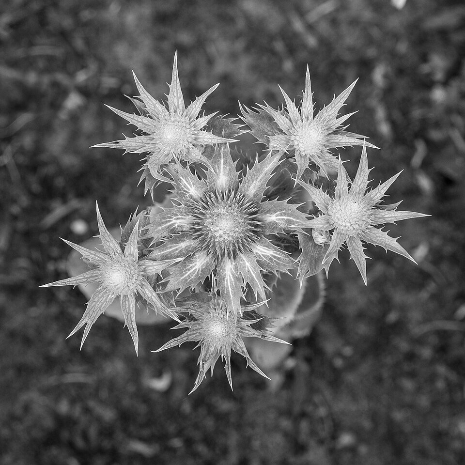 Bloemknoppen van Eryngium giganteum 'Miss Willmott's Ghost' met zilverachtige stekelige bloemen.