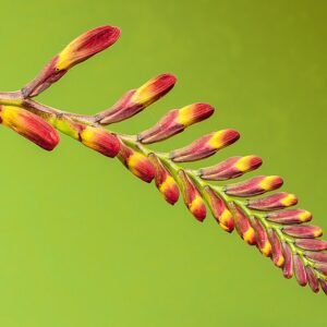 Bloemknoppen van Crocosmia in close-up.