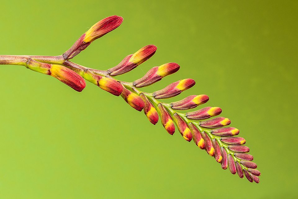 Bloemknoppen van Crocosmia in close-up.