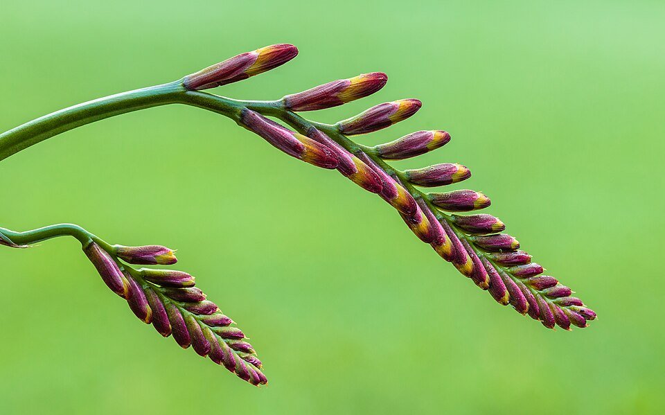 Bloemknoppen van Crocosmia, helder oranje bloemen in close-up.