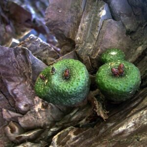 Blossfeldia liliputana cactus groeit op kleigrond.