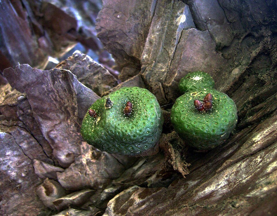 Blossfeldia liliputana cactus groeit op kleigrond.