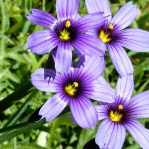 Blue Eyed Grass bloeit in een natuurlijke omgeving met zachtblauwe bloemen.