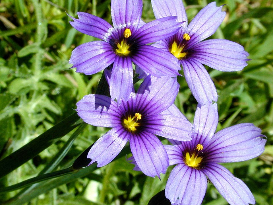 Blue Eyed Grass bloeit in een natuurlijke omgeving met zachtblauwe bloemen.