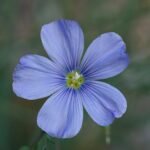 Blauwe vlas bloem in close-up op een zonnige dag.