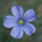 Blauwe vlas bloem in close-up op een zonnige dag.
