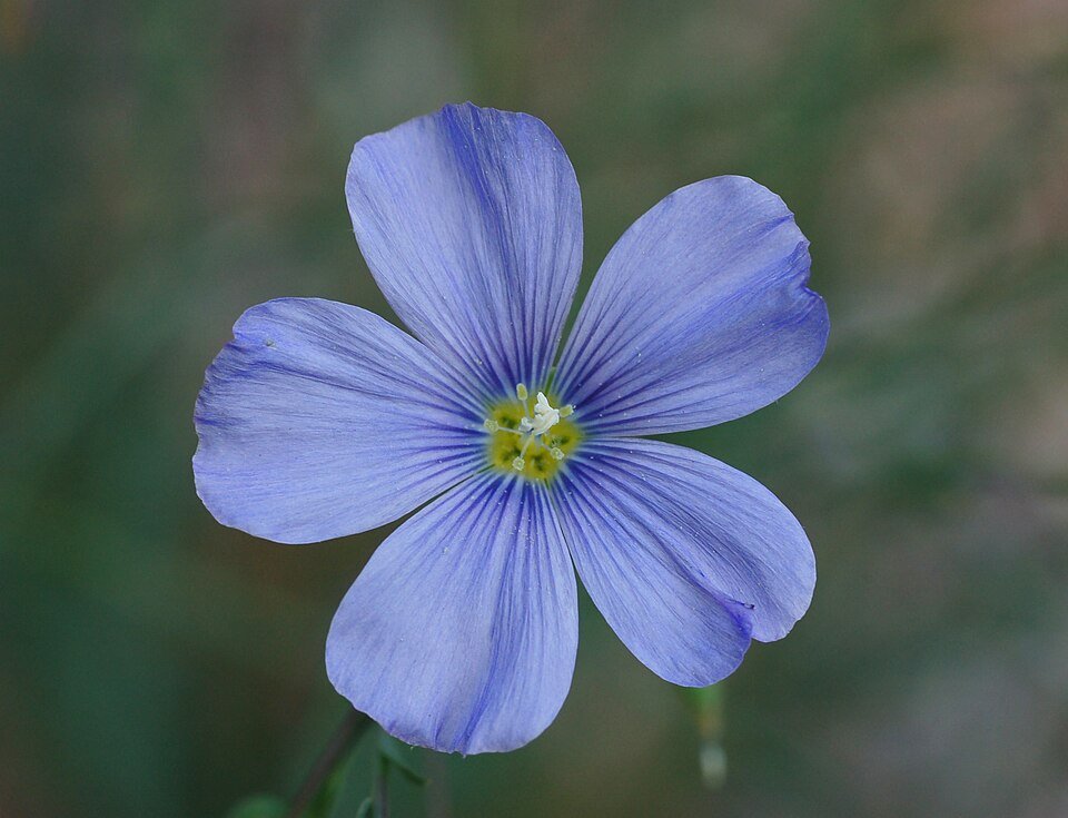 Blauwe vlas bloem in close-up op een zonnige dag.