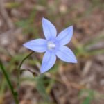 Blauwe klokbloem (Wahlenbergia stricta) in de natuur.