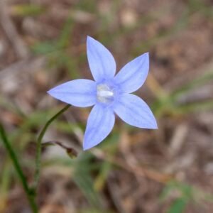 Blauwe klokbloem (Wahlenbergia stricta) in de natuur.