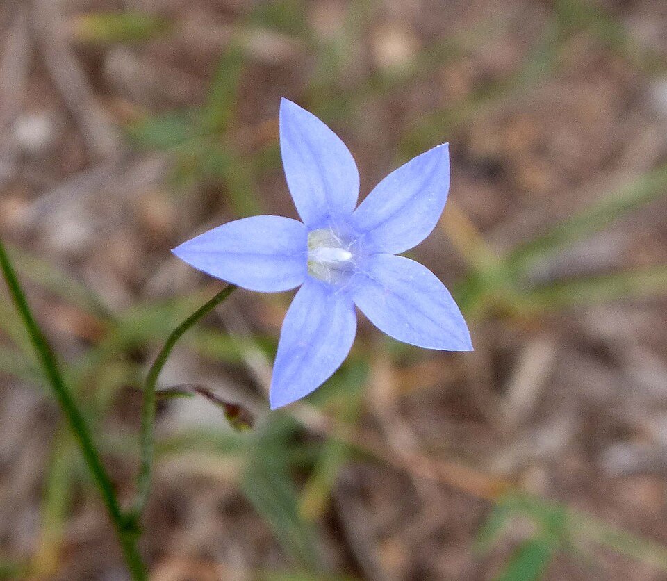 Blauwe klokbloem (Wahlenbergia stricta) in de natuur.